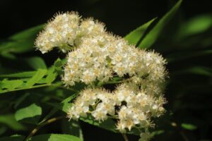 ナナカマド2024年5月19日花