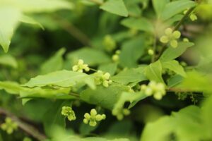 旭山記念公園2024年5月17日9ニシキギ