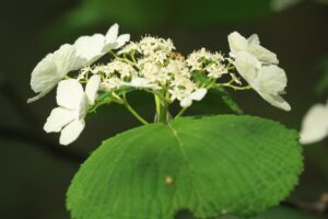 オオカメノキの花2024年5月11日旭山都市環境林にて