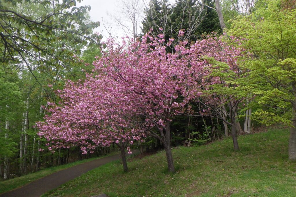 2024.5.7ピクニック八重ザクラ