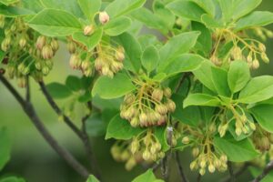 旭山記念公園2024年5月17日8サラサドウダン 