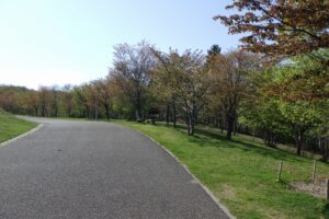 2024年5月3日桜開花情報 (新桜並木)