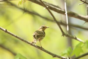 ビンズイ2024年5月4日