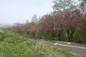 2024年5月4日桜情報 (レストハウス近く八重桜並木2)