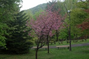 2024.5.6桜情報並木八重