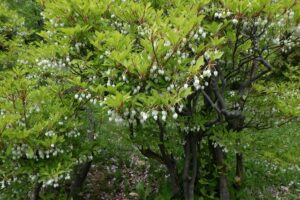 2024年5月16日桜情報 (ドウダンツツジ)