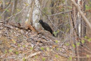 クマゲラ2024年5月4日