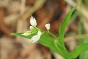 クゲヌマラン2024年5月19日