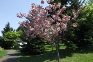 2024年5月14日桜情報 (新桜並木の八重桜2)