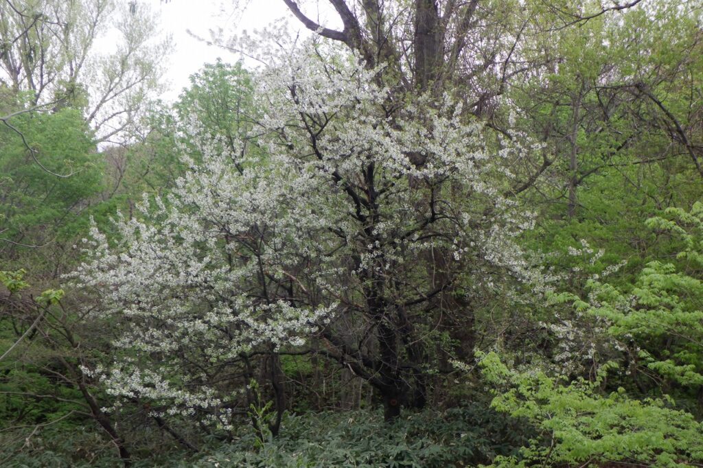 2024.5.7巨木の谷