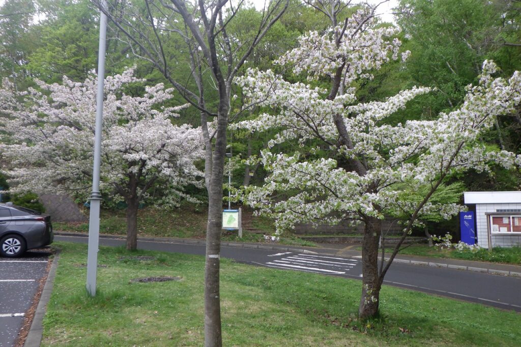 旭山記念公園の桜、2024年5月6日月曜日のようすです。 レストハウスから東側へ行ってすぐにある八重ザクラ並木は満開です。 新桜並木の何本かある八重ザクラ、カスミザクラも満開です。 新桜並木を過ぎて、ピクニックテラスにある八重ザクラとカスミザクラは見頃です。 巨木の谷の谷にあるセイヨウミザクラ。 第2駐車場のカスミザクラは満開です。 駐車場内にあるため、鑑賞する場合は緑地帯に入って見るなど、 通行車両にご注意ください。 八重ザクラは今が満開です。 ほかにもカスミザクラやセイヨウミザクラなどの花もご覧いただけますので、 ぜひ旭山記念公園の散策にお越しください。 レストハウスも毎日営業しております（10時から17時まで）。 ご来園をお待ちしております。 ※「新桜並木」は、下図の赤枠で囲んだ場所です、ご参照ください。