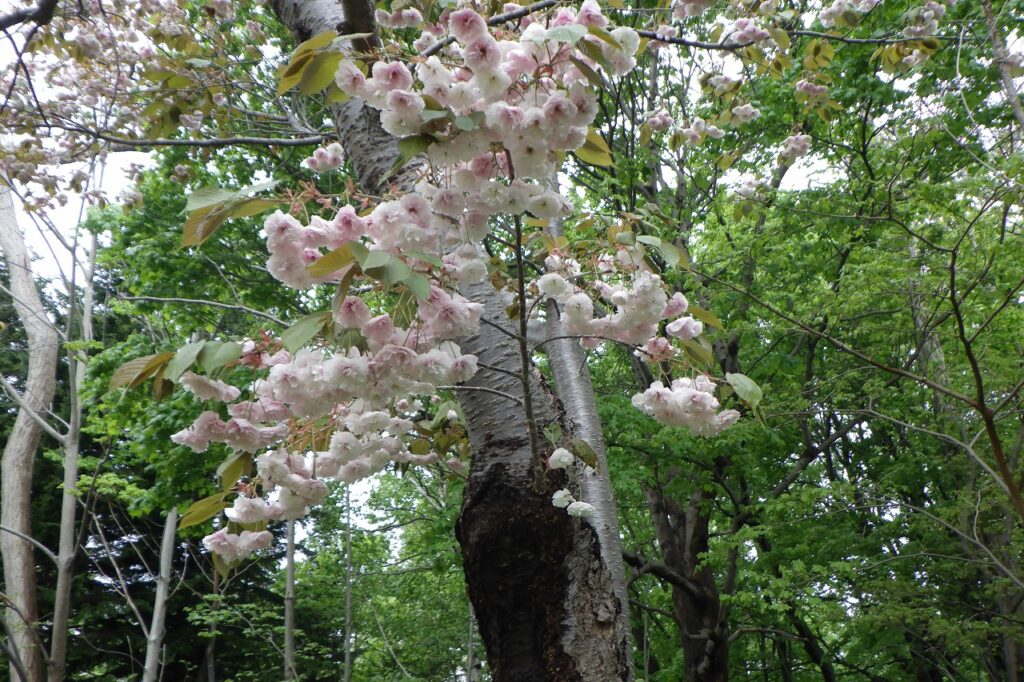 ピクニックテラス白