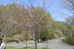 2024.5月2日桜情報 (7)