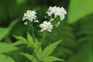 コンロンソウ2024年5月25日