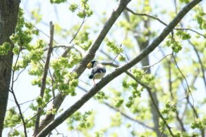 イカル2024年5月19日