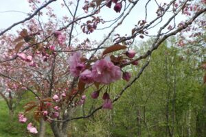2024年5月4日桜情報 (レストハウス近く八重桜花のアップ)