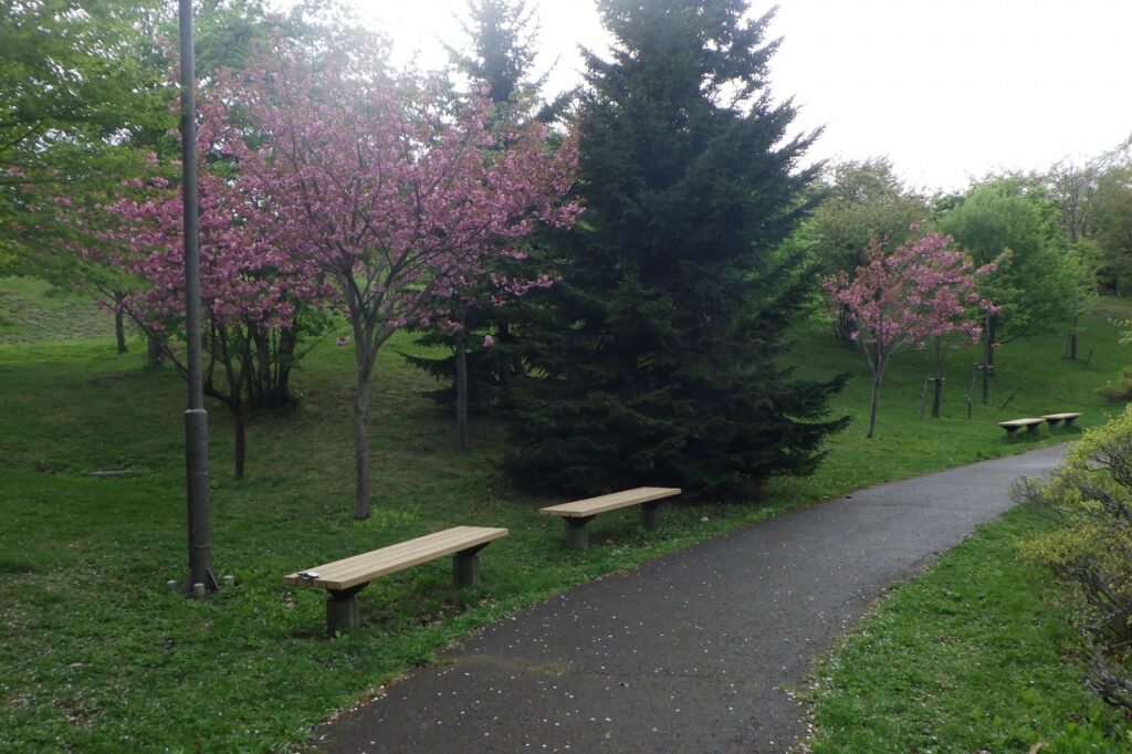 2024.5.7新桜並木ベンチ