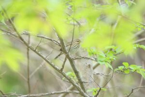 ビンズイ2024年5月11日