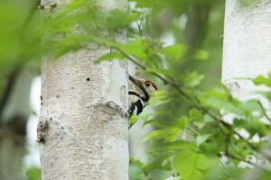 オオアカゲラ♂2024年5月25日