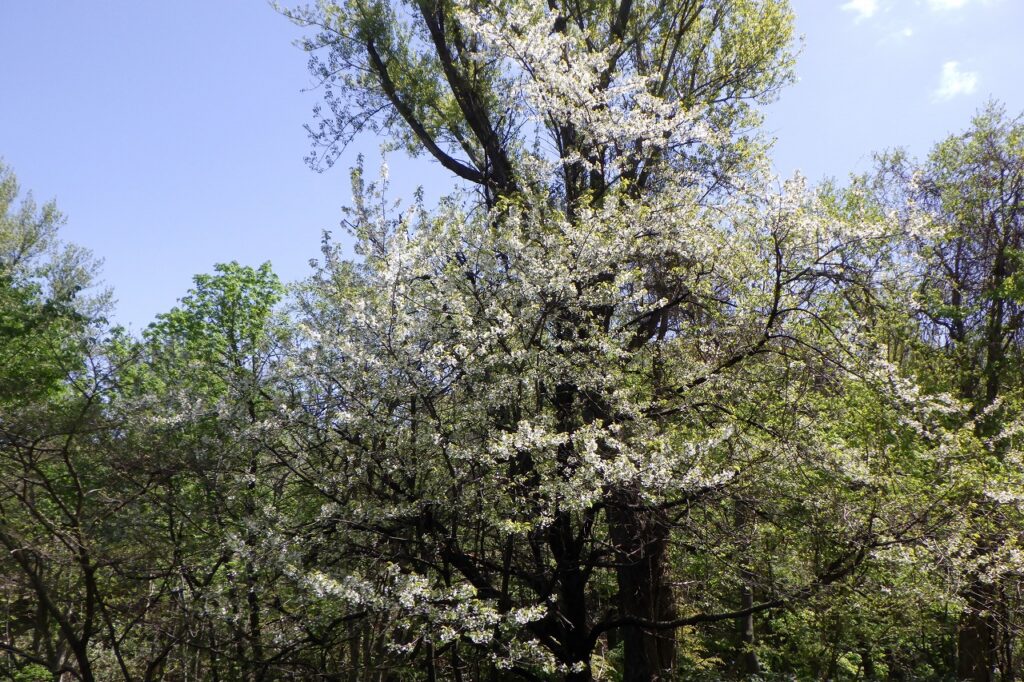 2024.5.9巨木の谷