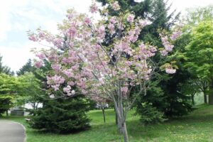 2024年5月16日桜情報 (新桜並木の八重ザクラ3)