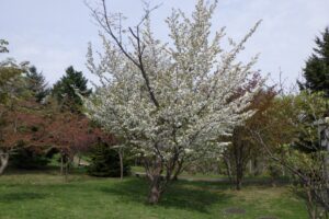 2024年5月4日桜情報 (新桜並木のカスミザクラ)