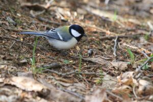 シジュウカラ2024年5月4日