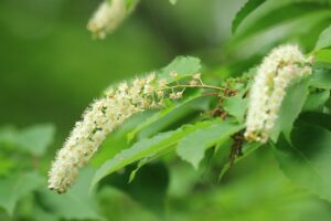 シウリザクラ2024年5月25日遊具広場の森の散策路