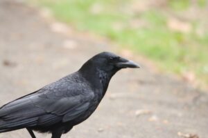 ハシボソガラス2024年5月4日