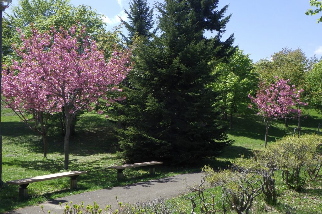 2024.5.9新桜並木2