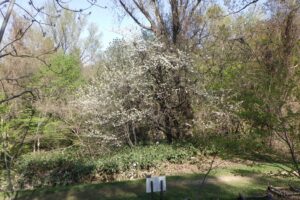 2024年5月3日桜開花情報 (巨木の谷セイヨウミザクラ)