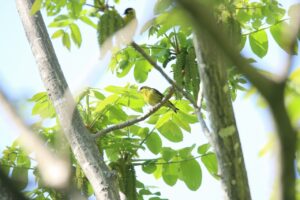 マヒワ雄2024年5月19日
