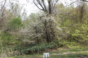 2024年5月4日桜情報 (巨木の谷のセイヨウミザクラ)