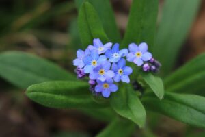 ワスレナグサ2024年5月4日