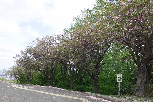2024年5月16日桜情報 (八重ザクラ並木)