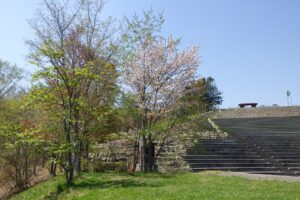 2024.5月2日桜情報