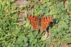 シータテハ2024年5月11日