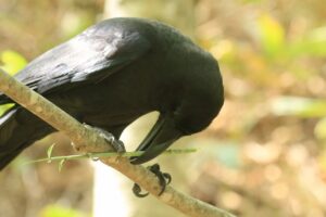 ハシブトガラス2024年5月11日笹の子を食べる