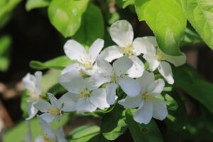 ズミ2024年5月19日