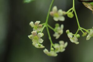 ツリバナ2024年5月25日花