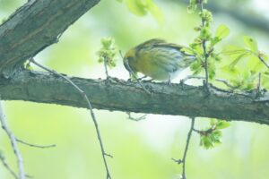 マヒワ♂2024年5月11日ハルニレの種子を食べる