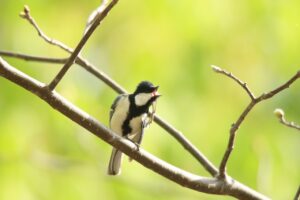 シジュウカラ2024年5月11日