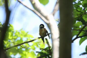 ヤマガラ2024年5月19日