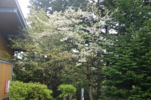 2024.５.６桜情報ピ