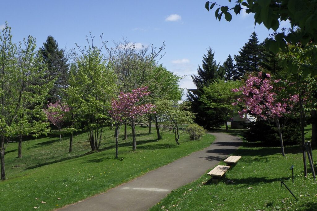 2024.5.9新桜並木1