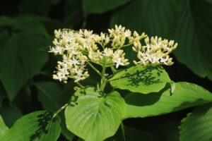 ミズキ2024年5月19日