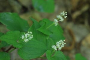 マイヅルソウ2024年5月19日