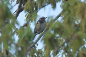 ツグミ2024年5月11日