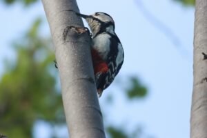 アカゲラ雄2024年5月11日