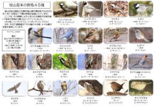 旭山基本の野鳥45種　おもて